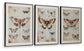 Ashley Express - Jossletts Wall Art Set (3/CN)